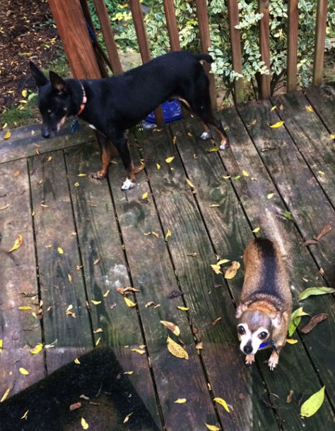 Riggy, left, and Lillian hang out on the deck, waiting for me to let them back inside the house. Songdog was busy playing in the yard.