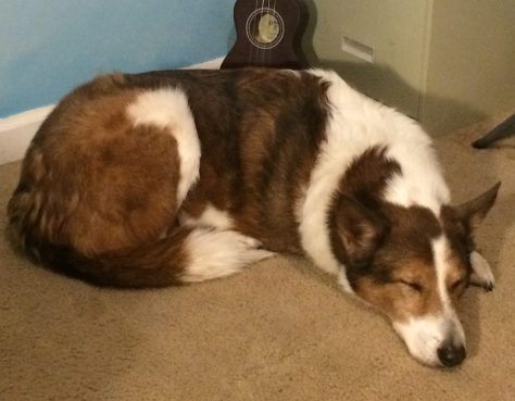 Songdog's life is so exhausting.