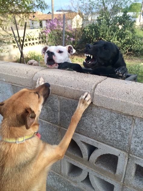 Two dogs greeting each other over a concrete wall as a third dog flashes its teeth
