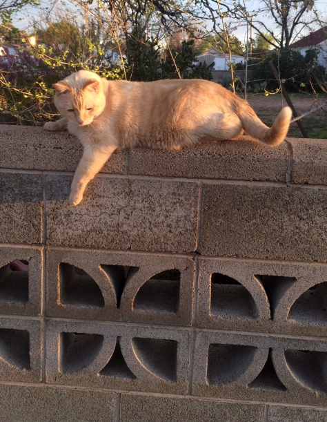 Orange tabby cat atop a breezeblock wall
