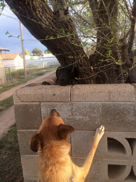 Two dogs greeting each other over a breezeblock wall
